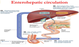 Having-diarrhea-after-a-cholecystectomy-or-gallbladder-removal-now-what-2